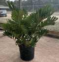 14" Zamia Furfuracea Cardboard Palm